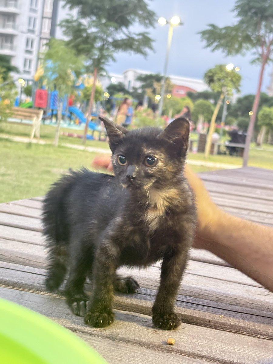 mayatigertac's tweet photo. Sadece kocaman bi kopek arkadas gecti ve biraz korktu🥹 https://t.co/Q0wDeZwLHr