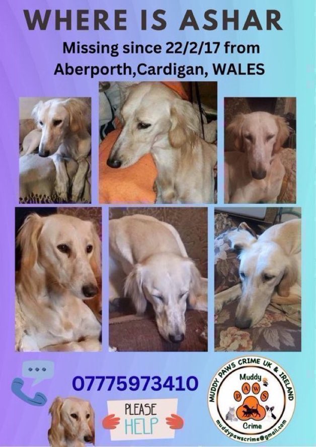 LisaClareRead2's tweet photo. 9 years missing ๐๐ข
Please RT #stolendoghour ๐ Ashar has been missing since 22nd February 2017 from Aberporth, Cardigan, #Wales Heโs a male cream #Saluki, have you seen him?
Please help get him home to his family. Thank you ๐
#missingdog #StolenDog https://t.co/86NixgxlsN