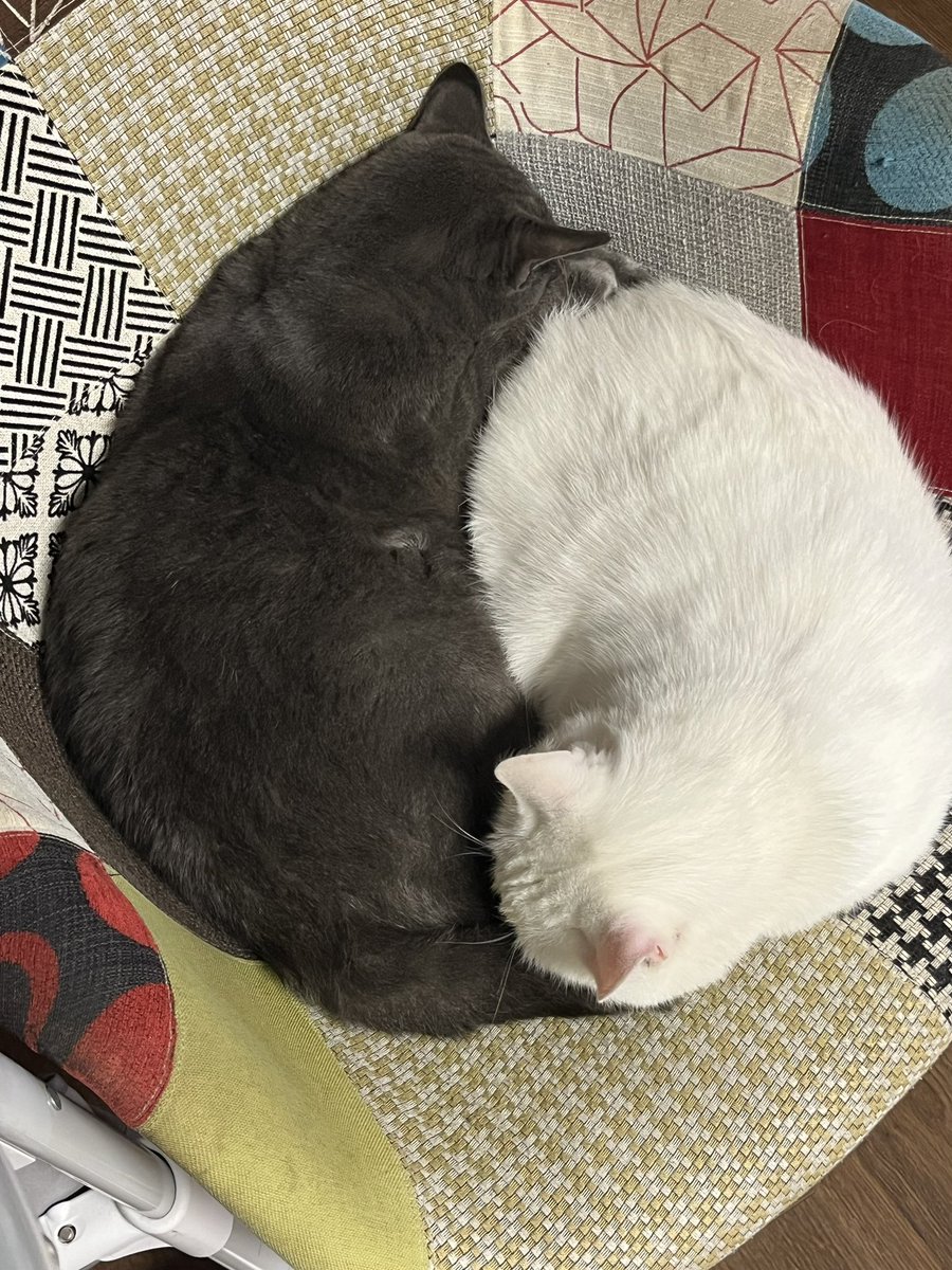shaynedead's tweet photo. yin and yang https://t.co/OaC4Y0FlaF