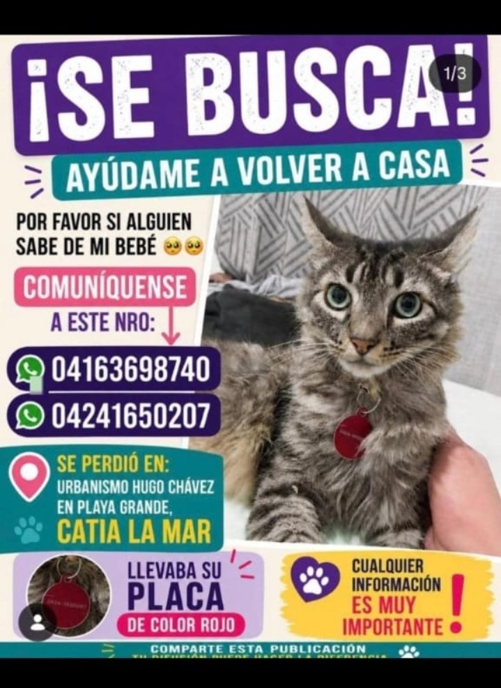 Patitafeliz26's tweet photo. Por favor difundir hasta encontrar a sus dueños. https://t.co/CEUoDF8Di2