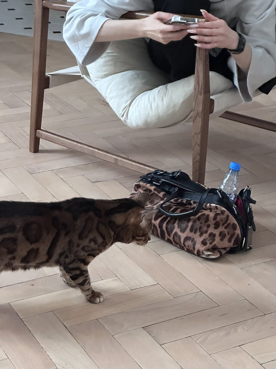 soncayakonca's tweet photo. подруга купила винтажную дольче габбана, у моего кота к ней очень много вопросов. https://t.co/Ar90IwyFmE