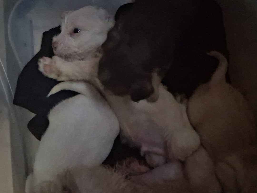 joey_tuccio's tweet photo. These are just some puppies on Skid Row. The city is not enforcing spay and neuter on Skid Row. Instead the city is investing millions and millions of dollars of YOUR money to shield the abusers and let the anjmal crisis continue to explode. https://t.co/IeE0xs5oF3