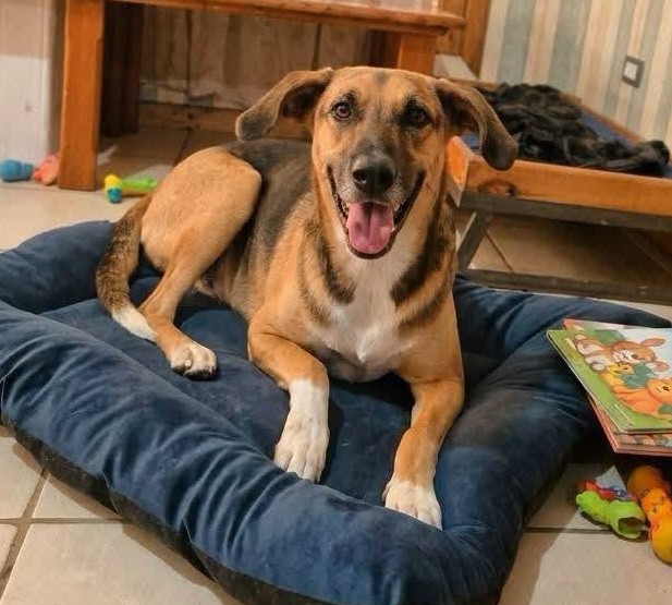 eltuitdemarsh's tweet photo. Sirena, de dos años, en adopción responsable. Fue rescatada de una vida difícil y necesita un hogar lleno de amor. Se encuentra esterilizada. Es muy dócil, dulce y cariñosa. Si deseas darle un hogar para siempre, comunícate al +56942347220. Favor RT!
#Rengo https://t.co/Dvo4zvIeK4