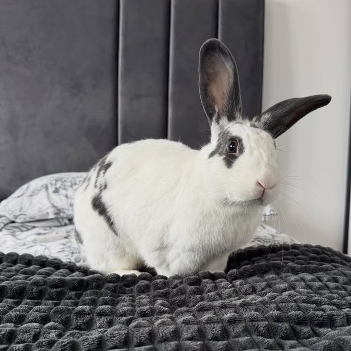 RabbitoftheDay's tweet photo. 📅 10th July 2026
🏷️ Instagram/herb_thelopbun
💕 #animaloftheday https://t.co/k5PkPUiYza