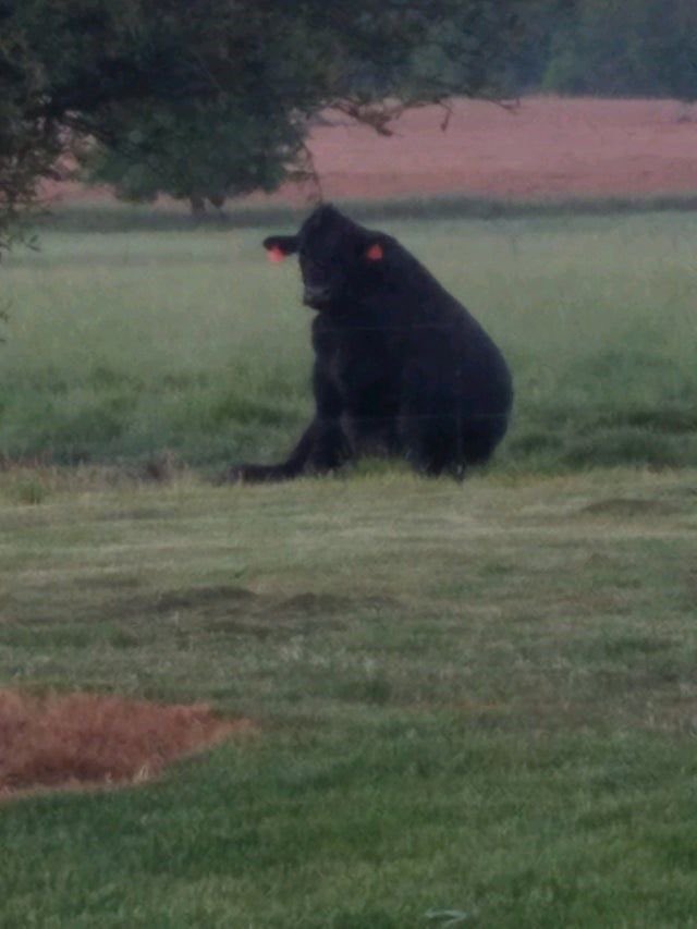 CambamMoos's tweet photo. Thinking bout cows https://t.co/VpBuy8KSCN