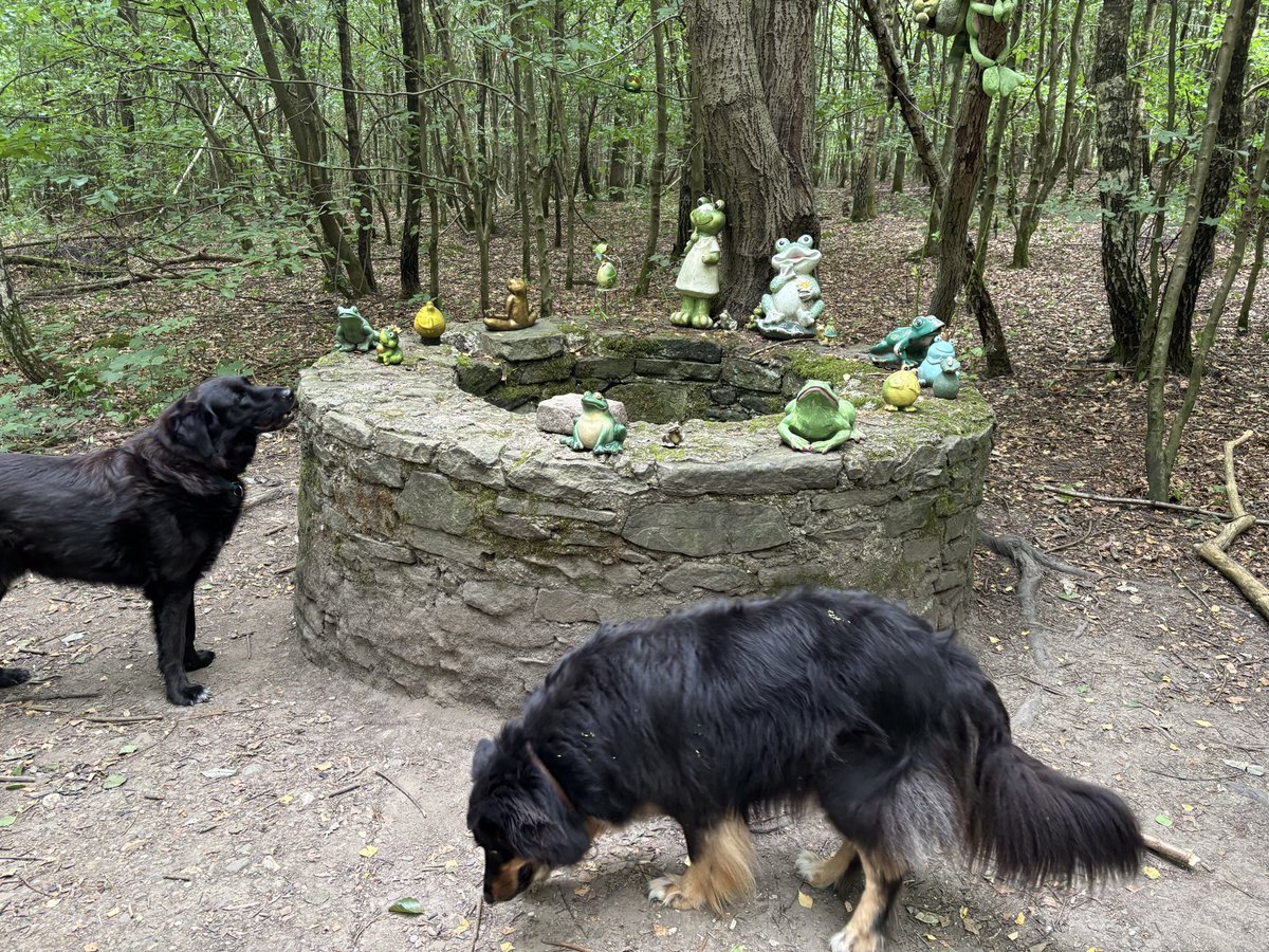 CollieMix_Joey's tweet photo. Haben wir gefunden ❣️ https://t.co/UP6p7MYHdW