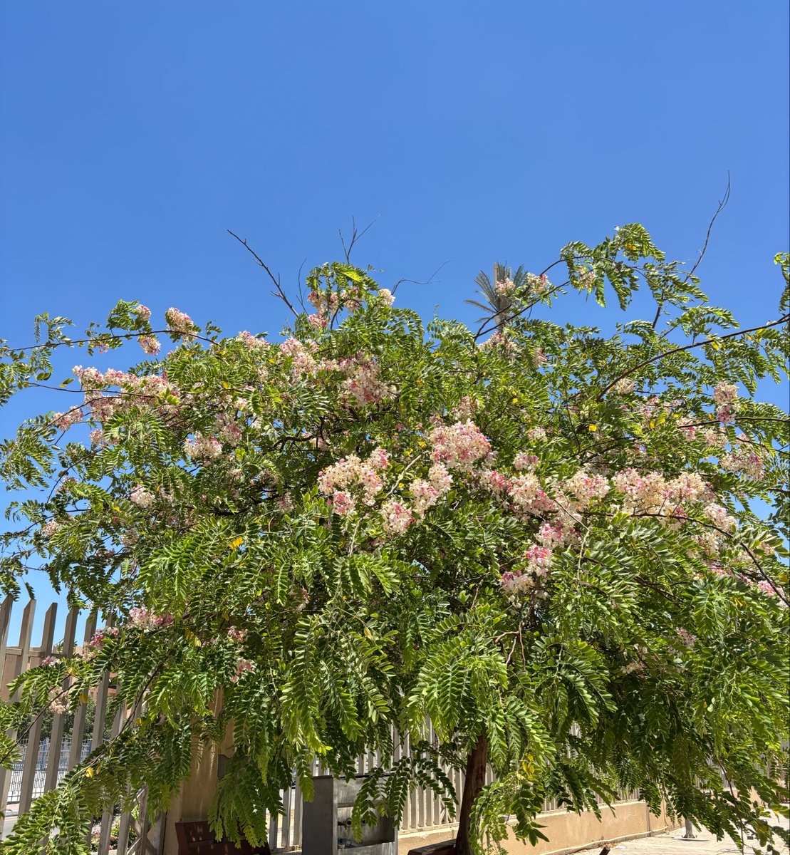 li_asm22's tweet photo. ولو مرّت بحقل الورد يومًا 
لقالَ الوردُ قد حلَّ الربيعُ🩷🌸 https://t.co/qL4a4U3wjH