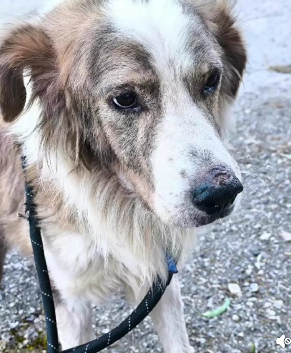 KatKatPt's tweet photo. 🆘️🆘️🆘️
Ο σκυλακος βρέθηκε στο Μαρκόπουλο σε άσχημη κατάσταση 
Πλέον εχει αναρρώσει κ ψάχνει ενα σπίτι 
Είναι 10 ετών ήρεμος γλυκός κ φιλικός με όλους 
Αναζητά επειγόντως φιλοξενία ή  ακόμα καλύτερα υιοθεσία 
Δν πρέπει να μεινει στον δρόμο 
Rt 🙏 🙏 🙏 https://t.co/8ZsDezkFwU