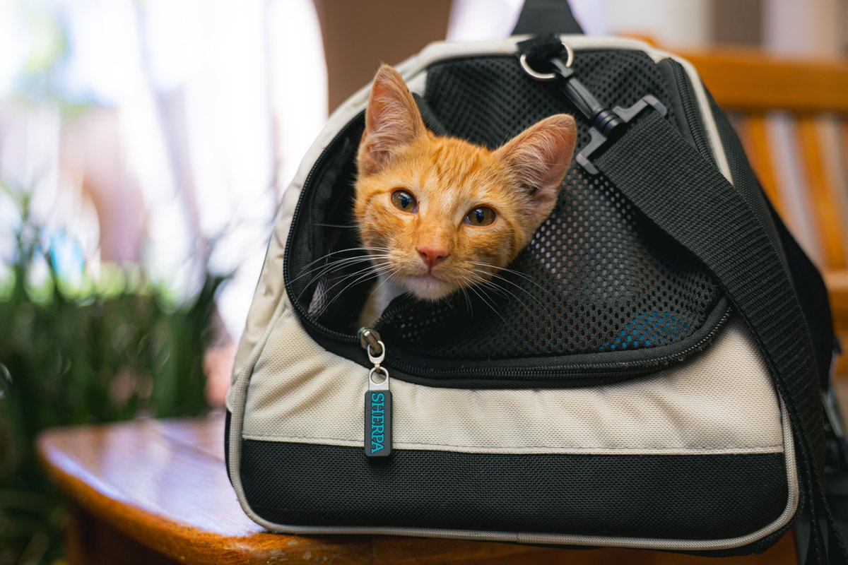 sdhumane's tweet photo. Is this your pet? To support reunifications, San Diego Humane Society is waiving all reclaim fees at our campuses in El Cajon, Escondido, Oceanside and San Diego through July 7, 2026. Check https://t.co/5BRf4X2QA0 if your pet is missing. https://t.co/rUBt7jl5ow