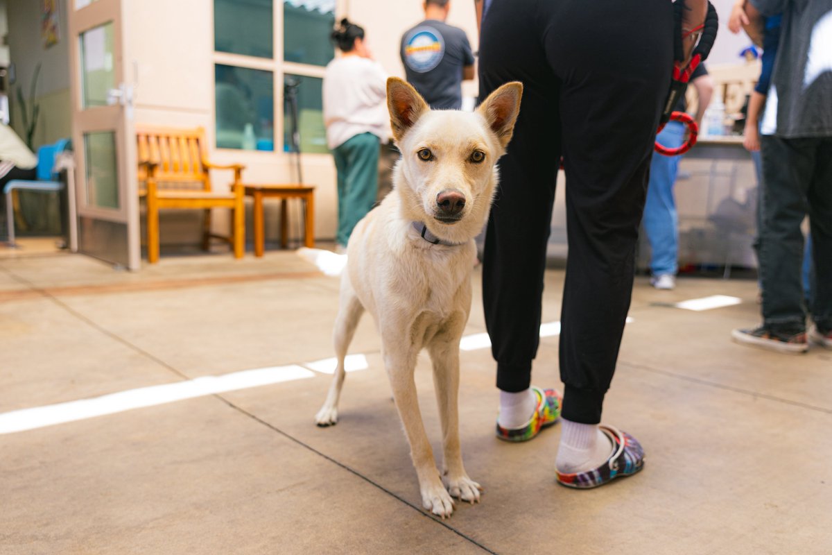 sdhumane's tweet photo. Is this your pet? To support reunifications, San Diego Humane Society is waiving all reclaim fees at our campuses in El Cajon, Escondido, Oceanside and San Diego through July 7, 2026. Check https://t.co/5BRf4X2QA0 if your pet is missing. https://t.co/rUBt7jl5ow