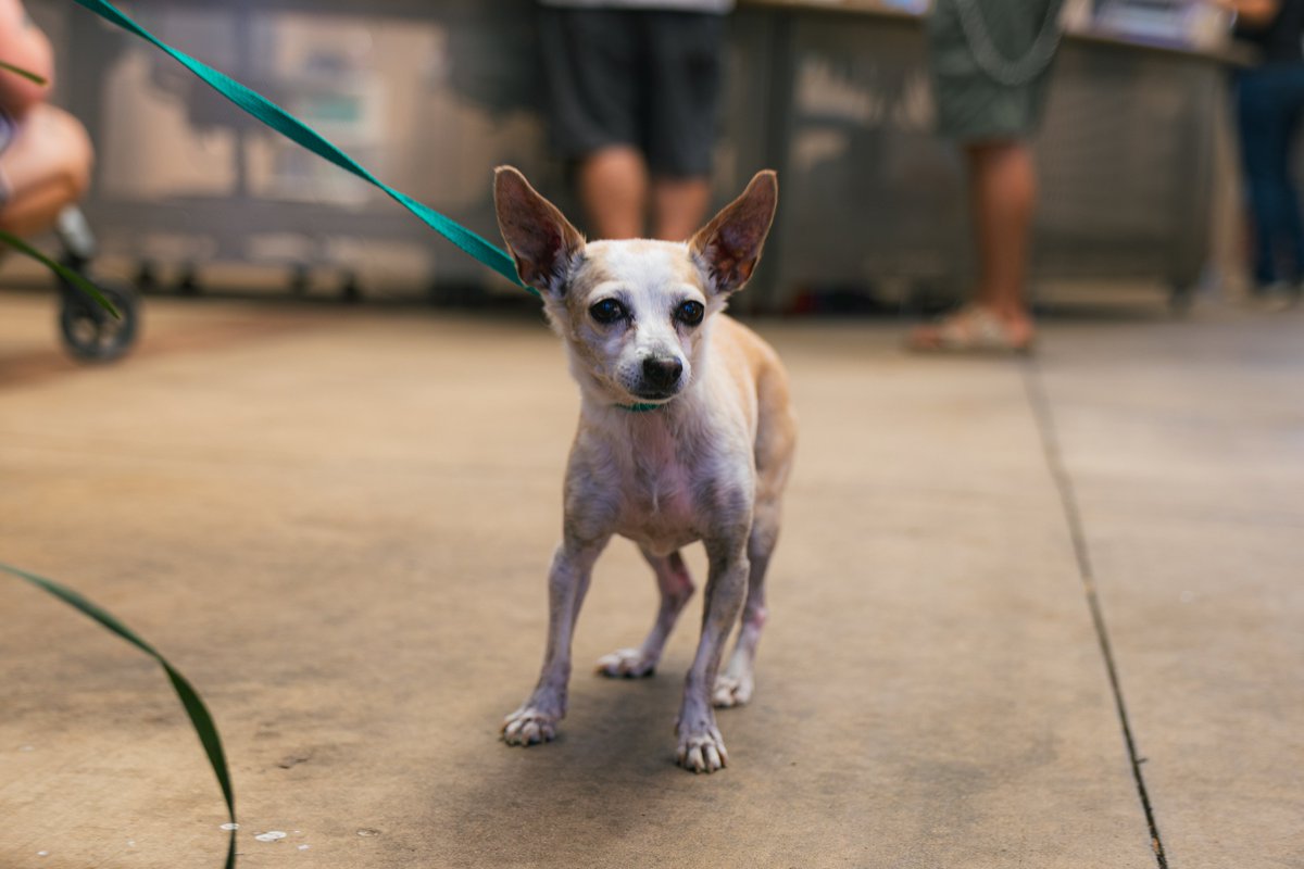 sdhumane's tweet photo. Is this your pet? To support reunifications, San Diego Humane Society is waiving all reclaim fees at our campuses in El Cajon, Escondido, Oceanside and San Diego through July 7, 2026. Check https://t.co/5BRf4X2QA0 if your pet is missing. https://t.co/rUBt7jl5ow