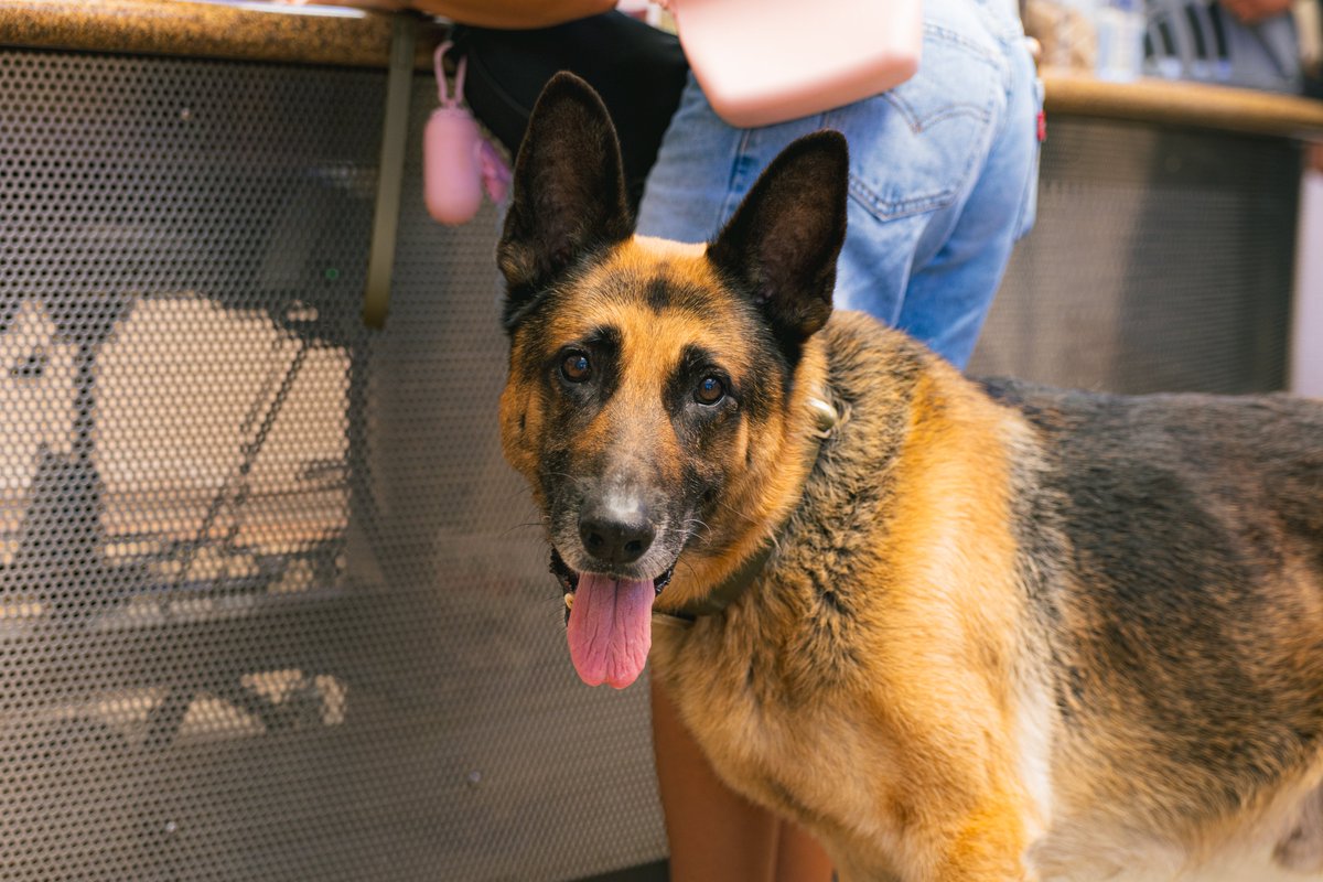 sdhumane's tweet photo. Is this your pet? To support reunifications, San Diego Humane Society is waiving all reclaim fees at our campuses in El Cajon, Escondido, Oceanside and San Diego through July 7, 2026. Check https://t.co/5BRf4X2QA0 if your pet is missing. https://t.co/rUBt7jl5ow