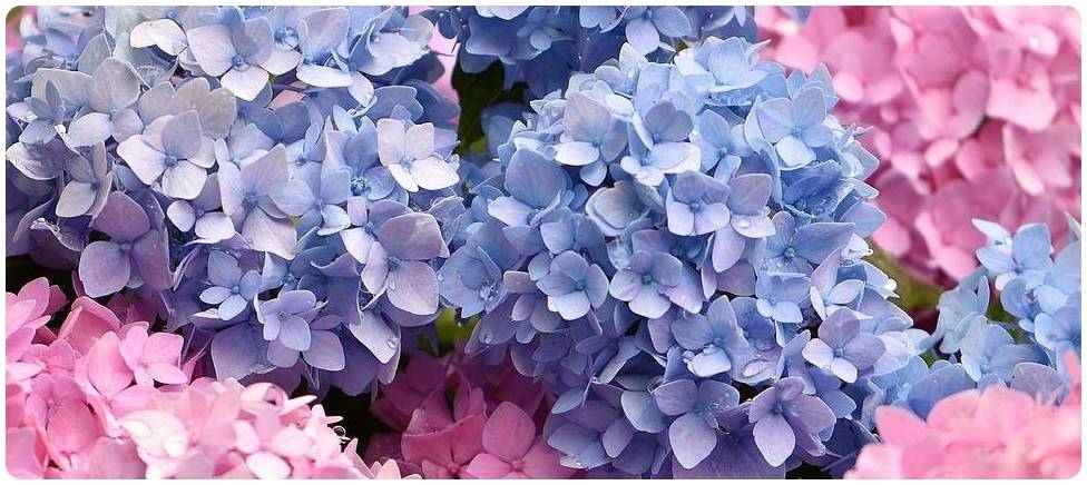 siawasenisiteya's tweet photo. 🎀 皆さま 🎀
(🎀•͈ᴗ•͈)◞ ぉはよぉ 🌞 *·̩͙ ᯓ ︎🤍 *·̩͙
紫陽花畑に行って来たよぉ !! 💐
めっちゃ綺麗で 、沢山の紫陽花を
見てると吸い込まれそになった 🩷

夏の梅雨時の象徴のお花 ꕤ︎︎ ·͜· 🩵

その時期で見れるお花があるから
また来年が待ち遠しくなる 🌼

花々も人の生命と同じで
その瞬間 ( 寿命 ) を咲き誇るから
儚くも尊く感じる 🍀

今週もよろしくね (🎀ᴗ͈ˬᴗ͈)ﾍﾟｺﾘ｡:.ﾟ 

#あおいのFlowerRoom
#TLをお花でいっぱいにしよう