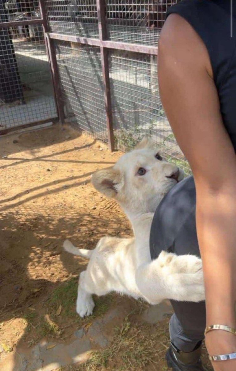 BETINGOD's tweet photo. Lion see yansh turn domestic animal 😂 https://t.co/UEnvYbzXO5