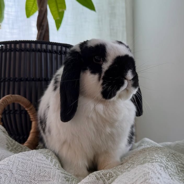 RabbitoftheDay's tweet photo. 📅 12th July 2026
🏷️ Instagram/thelexibunch
💕 #animaloftheday https://t.co/W97RGoTaBM