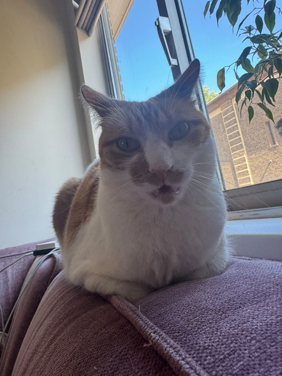 PepsiMaster64's tweet photo. My cat is NOT human bruh https://t.co/aeg30kyxIp