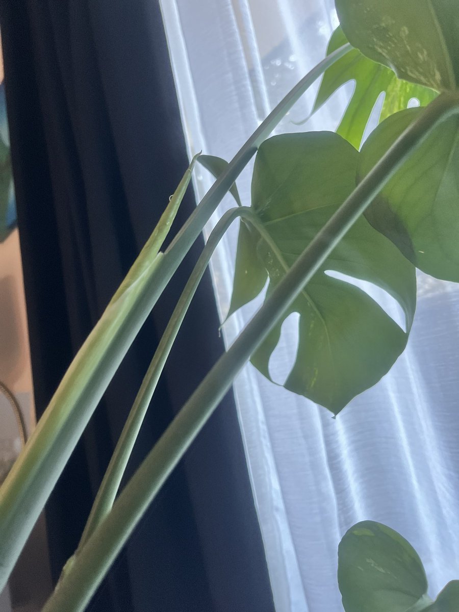 clovervents's tweet photo. Plant https://t.co/dhF0LyK6XM