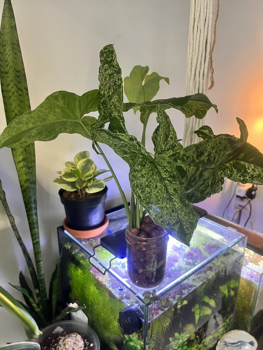 clovervents's tweet photo. Plant https://t.co/dhF0LyK6XM