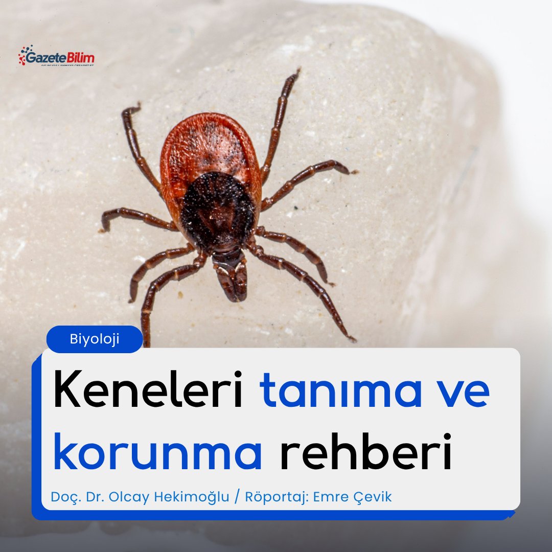 GazeteBilim's tweet photo. 📍Keneler hakkında her şey

🗨 Kulaktan dolma yanlış bilgilerin aksine, kenelerden korkmak yerine onları tanımak ve doğru korunma yöntemlerini bilmek bizi her türlü riskten uzak tutacaktır. Bu rehber; kenelerin yapısal özelliklerini tanımak, riskli bölgeleri ayırt etmek ve doğayla güvenli bir bağ kurarak zaman geçirmeniz için alınması gereken bilimsel ve pratik önlemleri sunmak amacıyla hazırlanmıştır.

📝Doç. Dr. Olcay Hekimoğlu
Hacettepe Üniversitesi Fen Fakültesi, Biyoloji Bölümü, Ekoloji A.B.D

Röportaj: Emre Çevik
GazeteBilim Yazı İşleri

🔗https://t.co/4CR15OyMAZ