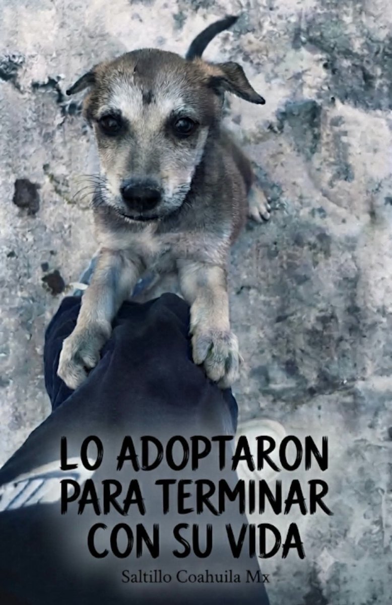LicAnimalista's tweet photo. Nuevamente @fgecoahuila procurando impunidad, la misma fiscalía que permitio que el infeliz de piedras negras que mato a  puñaladas a una inocente huyera, ahora permitió que este desgraciado de Saltillo también escapará, ponga orden @manolojim . Se busca a este infeliz. https://t.co/SiyFvCvRRA