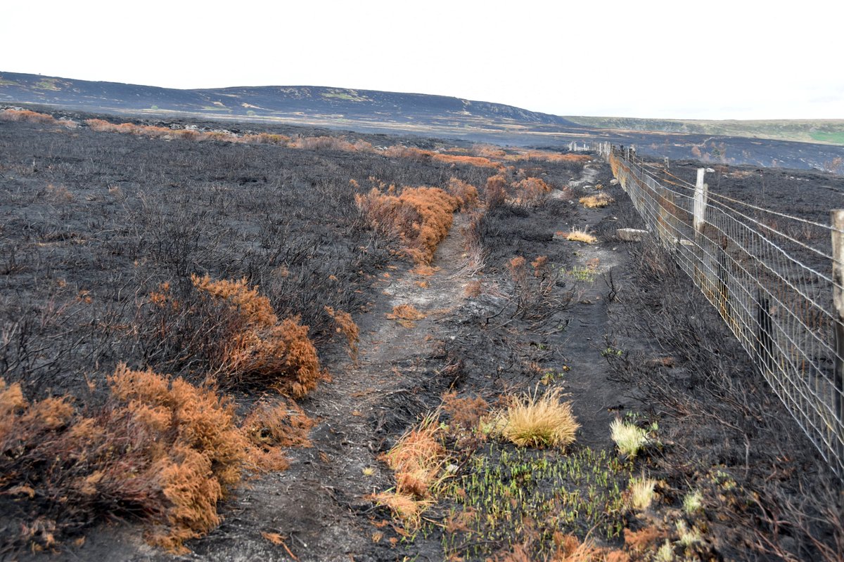 macleginn's tweet photo. We have the desolation of Smaug at home. #tintwistle #moorfire #peakdistrict https://t.co/9xcI7EPI1e