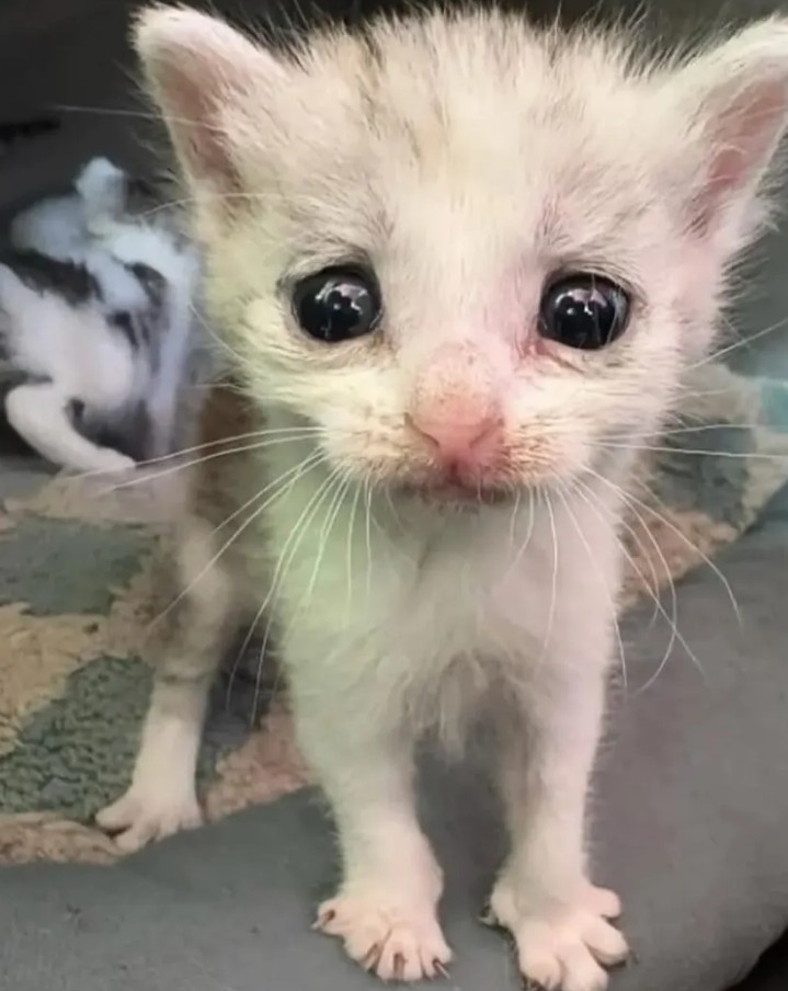 BotLol12311929's tweet photo. @nsfw_stellaa so scary https://t.co/O8Clw1tQyb
