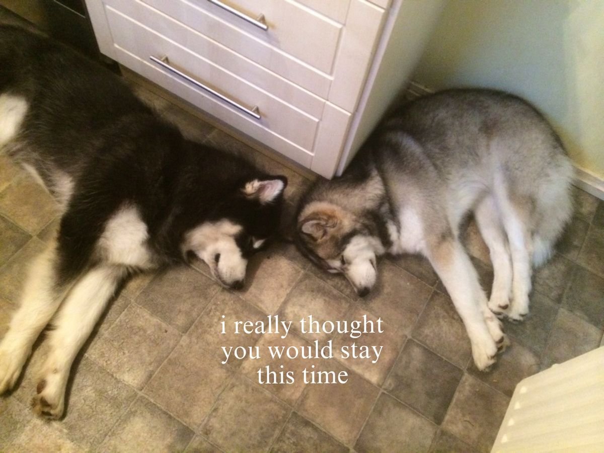 Dog tweet media