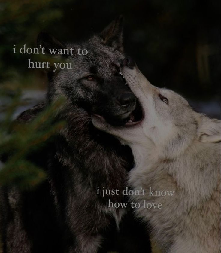 DoggyPosting's tweet photo. https://t.co/yMToekPgD3