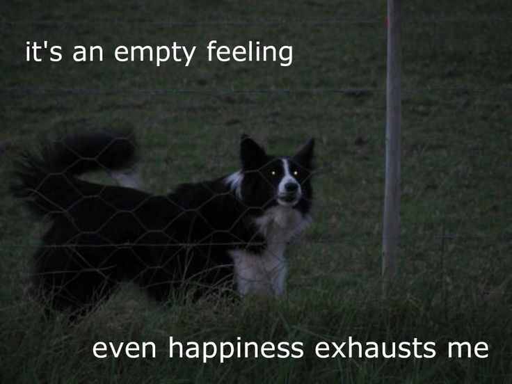 Dog tweet media