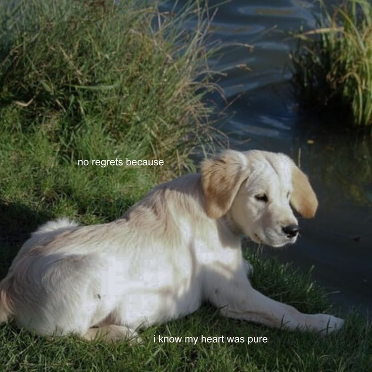 DoggyPosting's tweet photo. https://t.co/YwKgepXDug