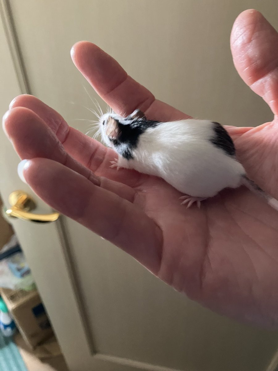 panda_kyoro's tweet photo. まだちょっと怖いかな⁉️
怖がりのマメ🐹

#パンダマウス
#怖がりねずみ https://t.co/4a3hqrCDH1