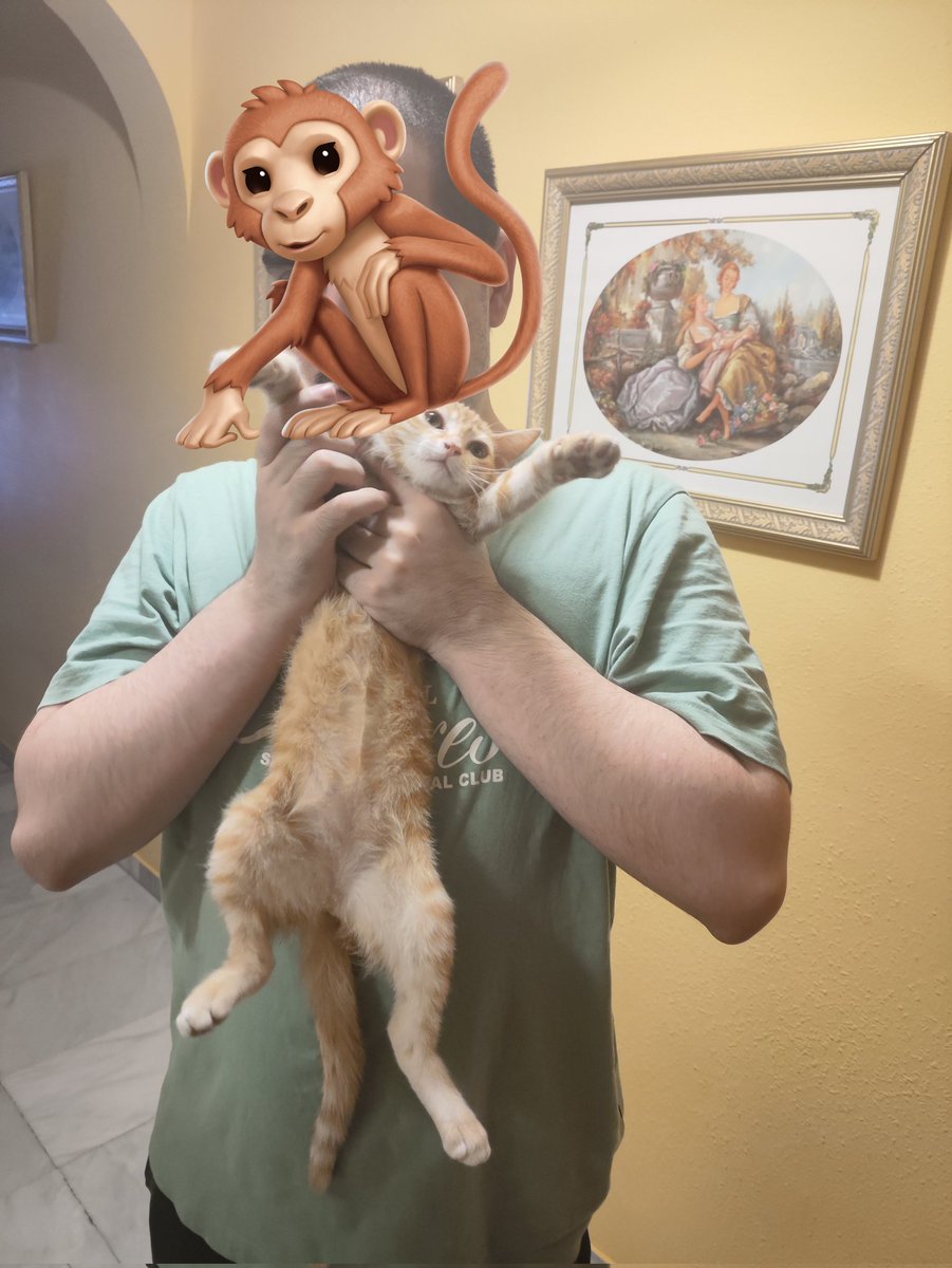 varitolpz's tweet photo. la gata se está replanteado toda su (corta) existencia https://t.co/1wW4AGj1q6