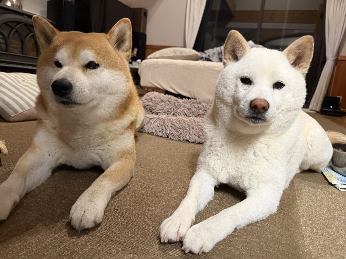 takeuchishinya's tweet photo. 早いもので、白柴むぅ♀、
８歳の誕生日。
スクスク育ってくれてありがとう🥰
最近益々良い子で可愛いです💕 https://t.co/Lqg98JybXV