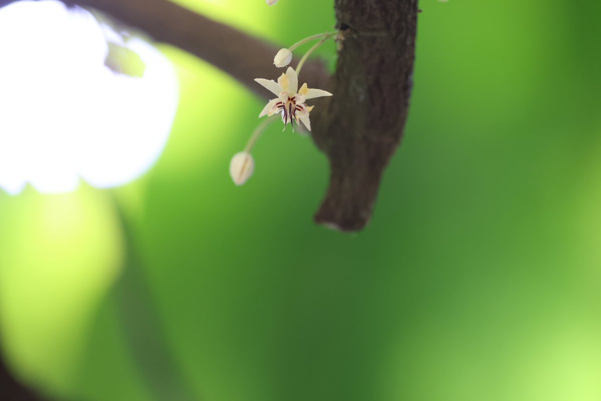 Whitefoxre's tweet photo. If you have ever wondered what baby cacao pods looks like before they grow up, and they are harvested to make tasty food! 😋 https://t.co/mkPFSixJWj