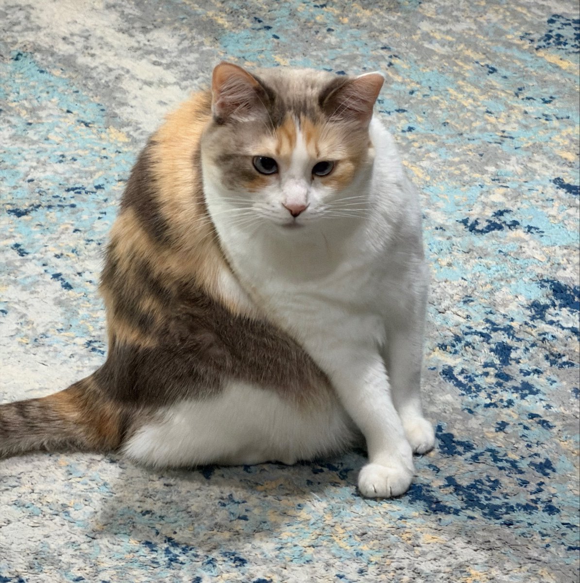 fatfatpankocat's tweet photo. Being weird AGAIN https://t.co/exXkZeKzX8