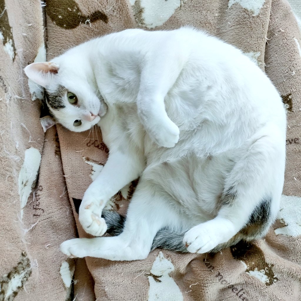 watakin007's tweet photo. おはようございます😀🐱
めいニャン🐱♀(11歳)
掃除機をかけようと来てみたら
😊「ありゃ❓」
😺「眠い～ﾆｬ💤」
😀「じゃ1時間後に✨」
🐱．．．💤
ヘソ天でゴロゴロ、安心して寝ています🥰😺
よい1日を*˙︶˙*)ﾉ"🍀*゜
 #猫のいる暮らし  #シロキジ  #めいニャン #猫 #cat
#AIお試し 漫画(眠い～💤) https://t.co/SJWIg7QbjZ