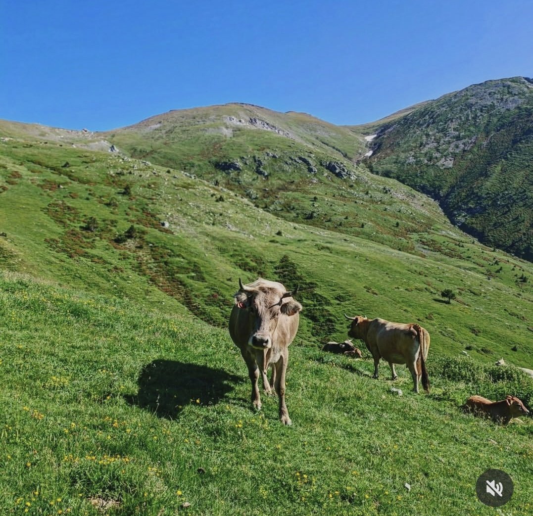 ricardrigall's tweet photo. Cap al coll dels Trespics des de Coma de Vaca. #colldelstrespics #comadevaca #pnterfreser #ripollès https://t.co/jVogYouG05