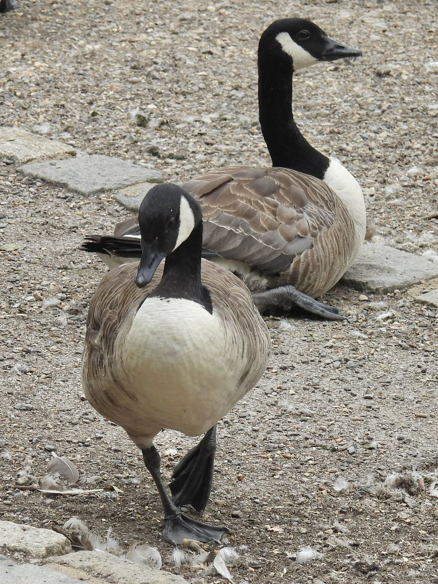 Palumbus_Pics's tweet photo. Some canada geese #canadagoose https://t.co/FRovfWFO5T