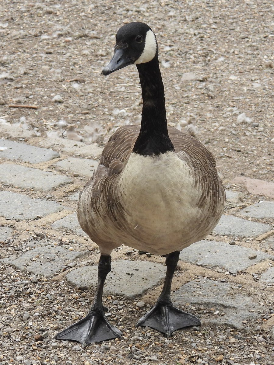 Palumbus_Pics's tweet photo. Some canada geese #canadagoose https://t.co/FRovfWFO5T