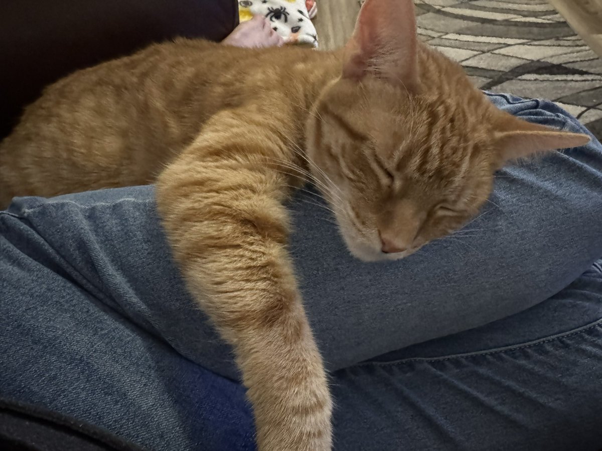 gena74366's tweet photo. Sunday snuggles. https://t.co/Ee9D5hT6wB