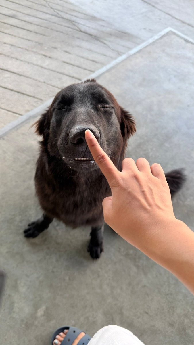 DaisyDoriskbe9's tweet photo. Are you a K9 lover 🍑? My dog goes deeper inside📷On 

 https://t.co/JKFt7vTgVN
 
 #zoosarevalid #beastiality #zoopride #dogknot #zooprideisvalid #zoophile #k9girl #hypnotistzoophilesarevalid #zoophiletwt #zootwt #zoopositivity #dogknot #grope #PardiI https://t.co/UlLNx0Fah5