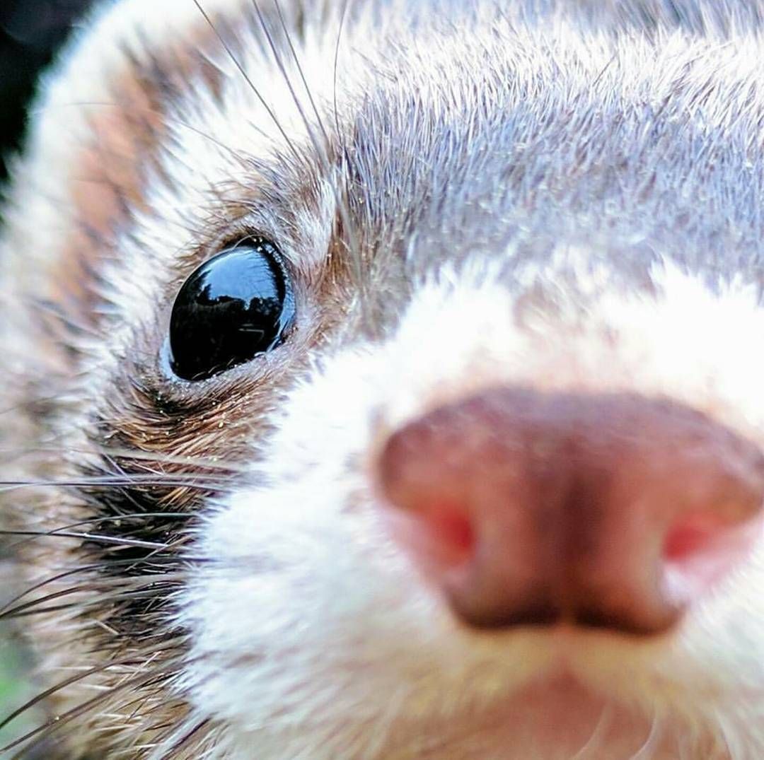 Ferret Every Hour tweet media