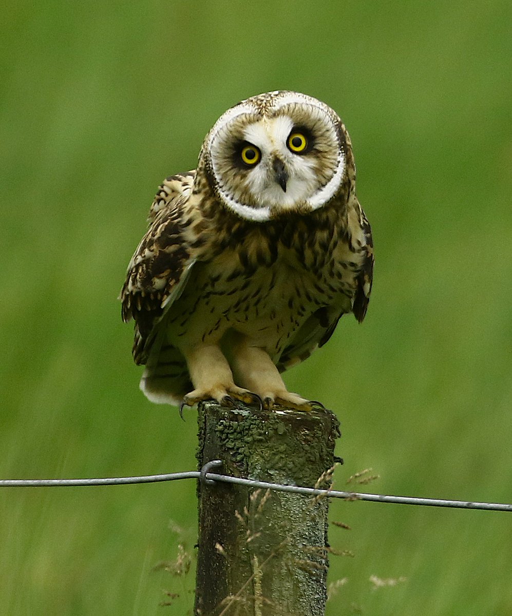 LadyVee67's tweet photo. Young Short-eared Owl out on Durham Moors tonight.
Absolutely amazing bird, full of character!
@DurhamBirdClub 
@CountryfileMag 
@WildlifeMag 
@teesbirds1 
@DickKingSmith 
@NorthEastTweets 
@RSPBbirders 
@WildlifeTrusts https://t.co/veSdQtAZkN