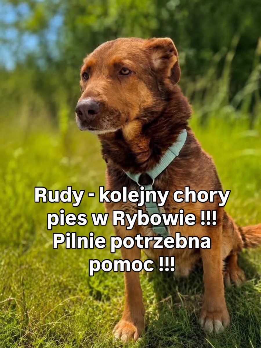 mal_land_'s tweet photo. HORROR W RYBOWIE – CHORY RUDY KONA ZA KRATAMI! 🚨ciężko chory pies zamiast leczenia dostał wyrok gnicia w bólu i strachu! Gdzie opieka weterynaryjna w tej mordowni⁉️@StefanKrajewski @DorotaNiedziela @WetGIW –wasza bezczynność przeraża! Udostępniajmy 🙏
📞605 629 823 / 609 912 653 https://t.co/JUxFdzuSrF