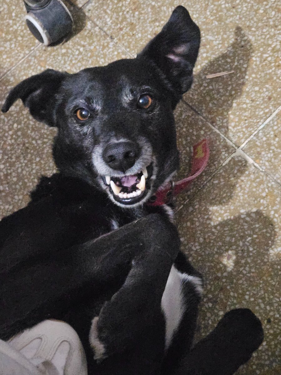 piemso22's tweet photo. La sonrisa de Pocho es de lo más lindo que tienen mis días. https://t.co/Z4csoMZhqJ