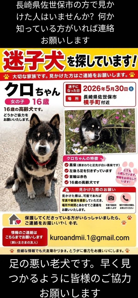 chiisanacha's tweet photo. ＃長崎県佐世保市
＃黒柴
＃行方不明犬
＃迷子犬
＃老犬
＃佐世保市犬鑑札
＃後ろ足が悪い
＃拡散希望 https://t.co/yMg204tx34