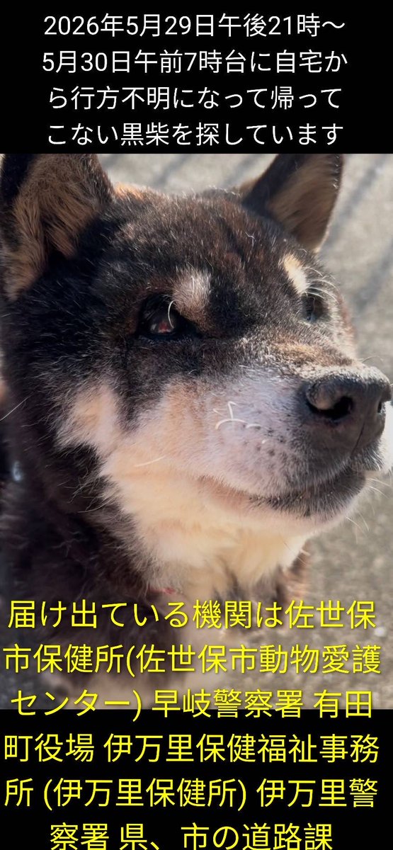chiisanacha's tweet photo. ＃長崎県佐世保市
＃黒柴
＃行方不明犬
＃迷子犬
＃老犬
＃佐世保市犬鑑札
＃後ろ足が悪い
＃拡散希望 https://t.co/yMg204tx34