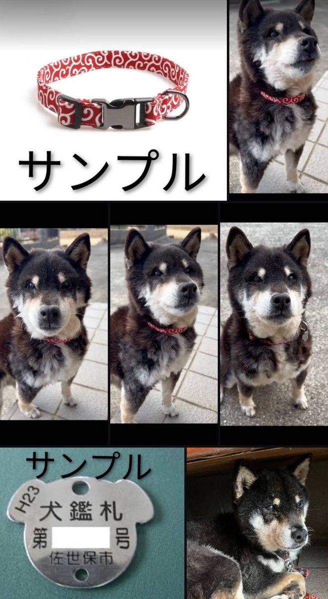 chiisanacha's tweet photo. ＃長崎県佐世保市
＃黒柴
＃行方不明犬
＃迷子犬
＃老犬
＃佐世保市犬鑑札
＃後ろ足が悪い
＃拡散希望 https://t.co/yMg204tx34