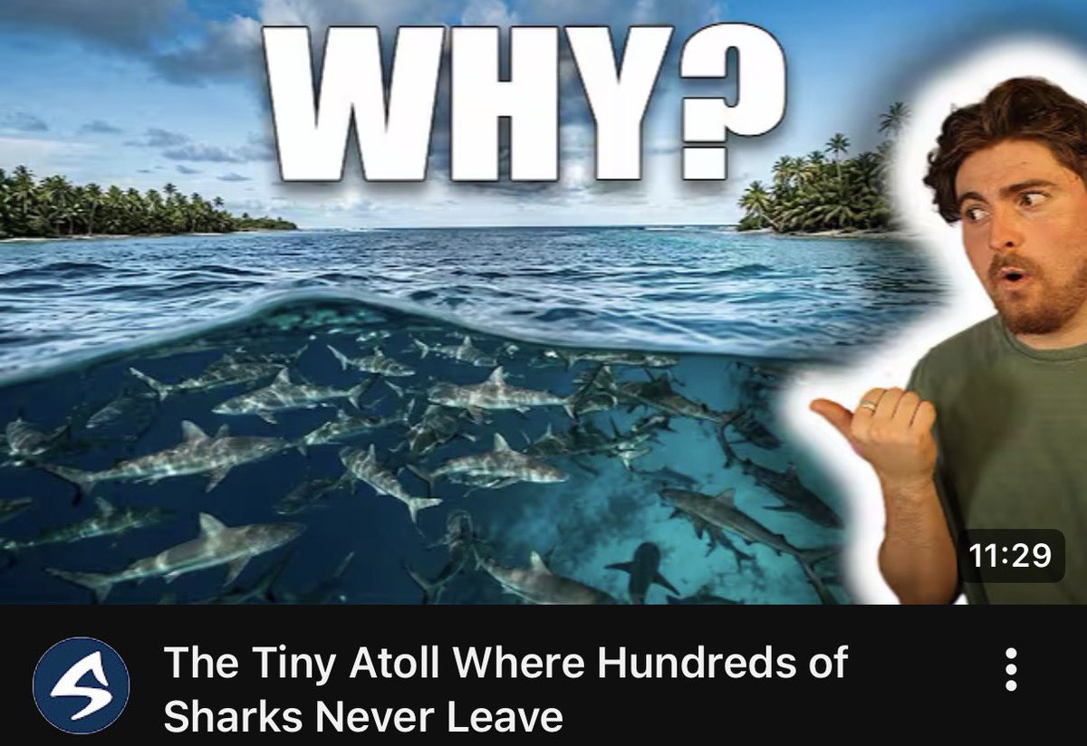 SharkBytes1994's tweet photo. BRAND NEW #SHARKBYTES! There’s a strange phenomenon happening at a tiny channel in the Pacific island. It’s home to hundreds of sharks, who for some reason never leave… Find out more via the Shark Bytes homepage here: https://t.co/yJaq1UANzi https://t.co/SxLgVM5gkk