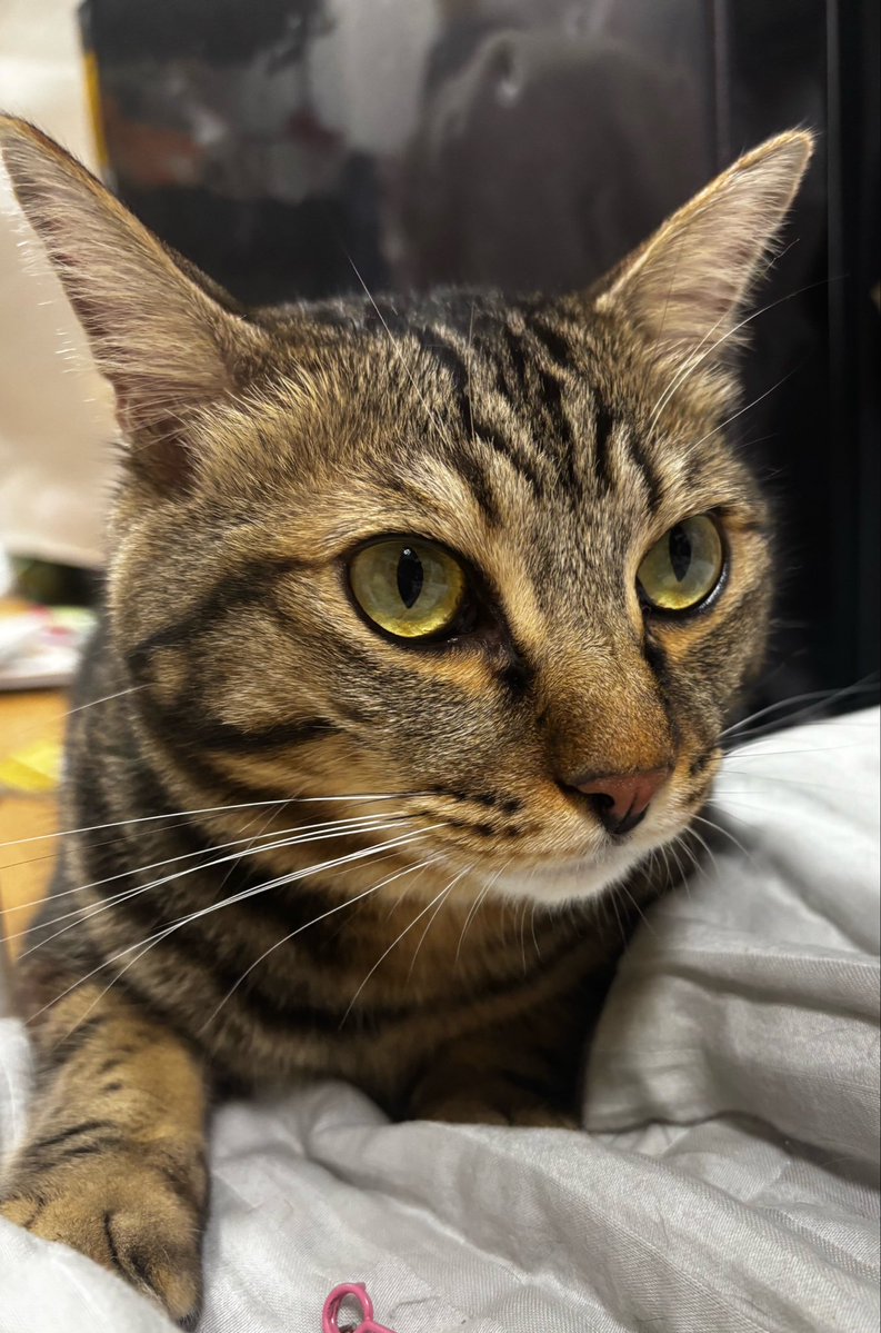 取引猫です。 安心してください。れっきとした成猫ですよ。